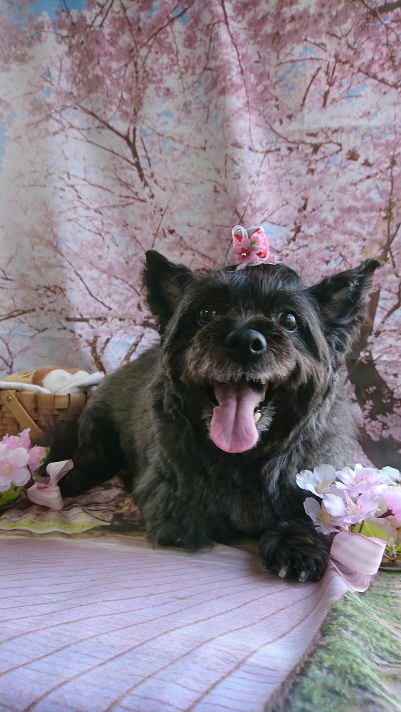 ケアーンのモモちゃん トリミングコース