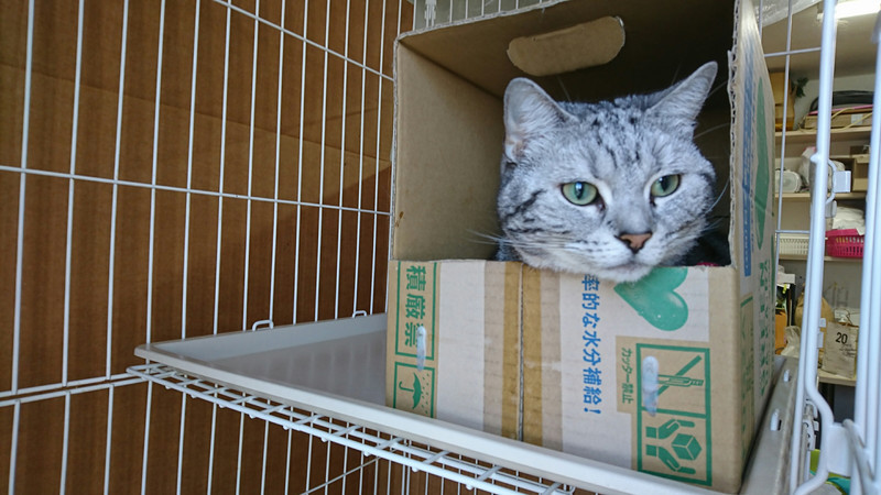 猫のさくらちゃん お泊まりの様子