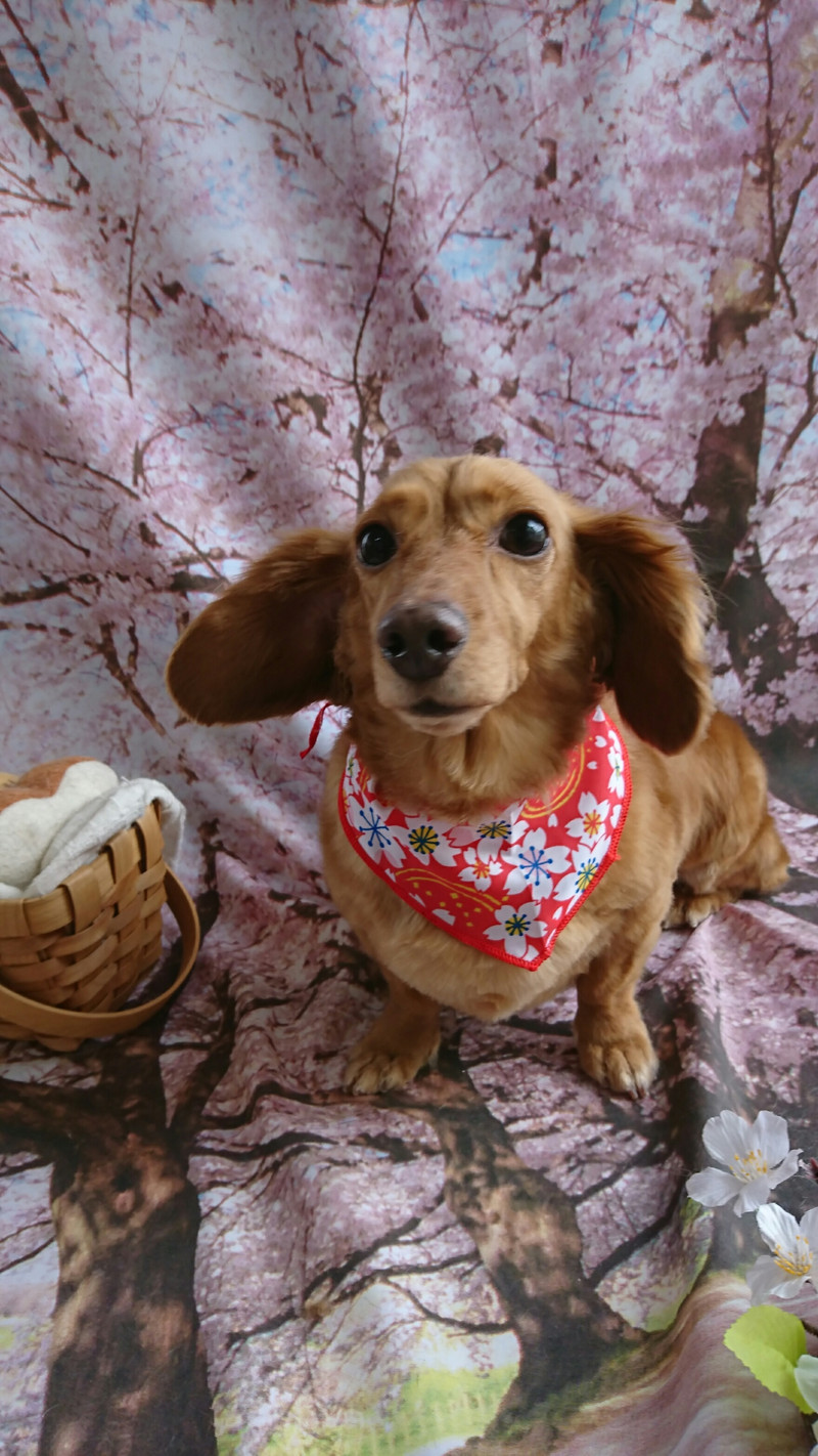 ダックスのコハルちゃん&カンナちゃん トリミングコース