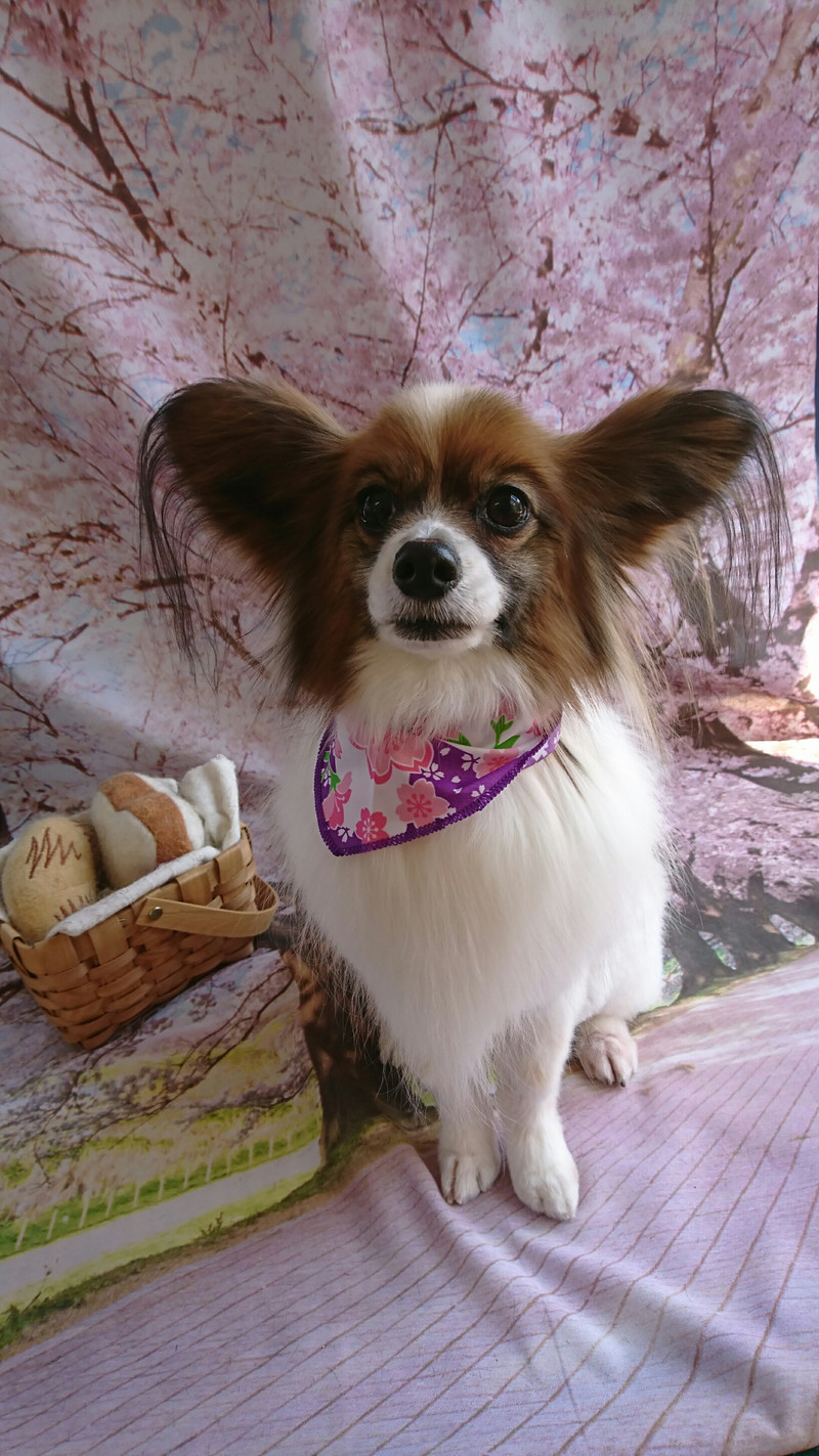 パピヨンのハルちゃん グルーミングコース 部分カット