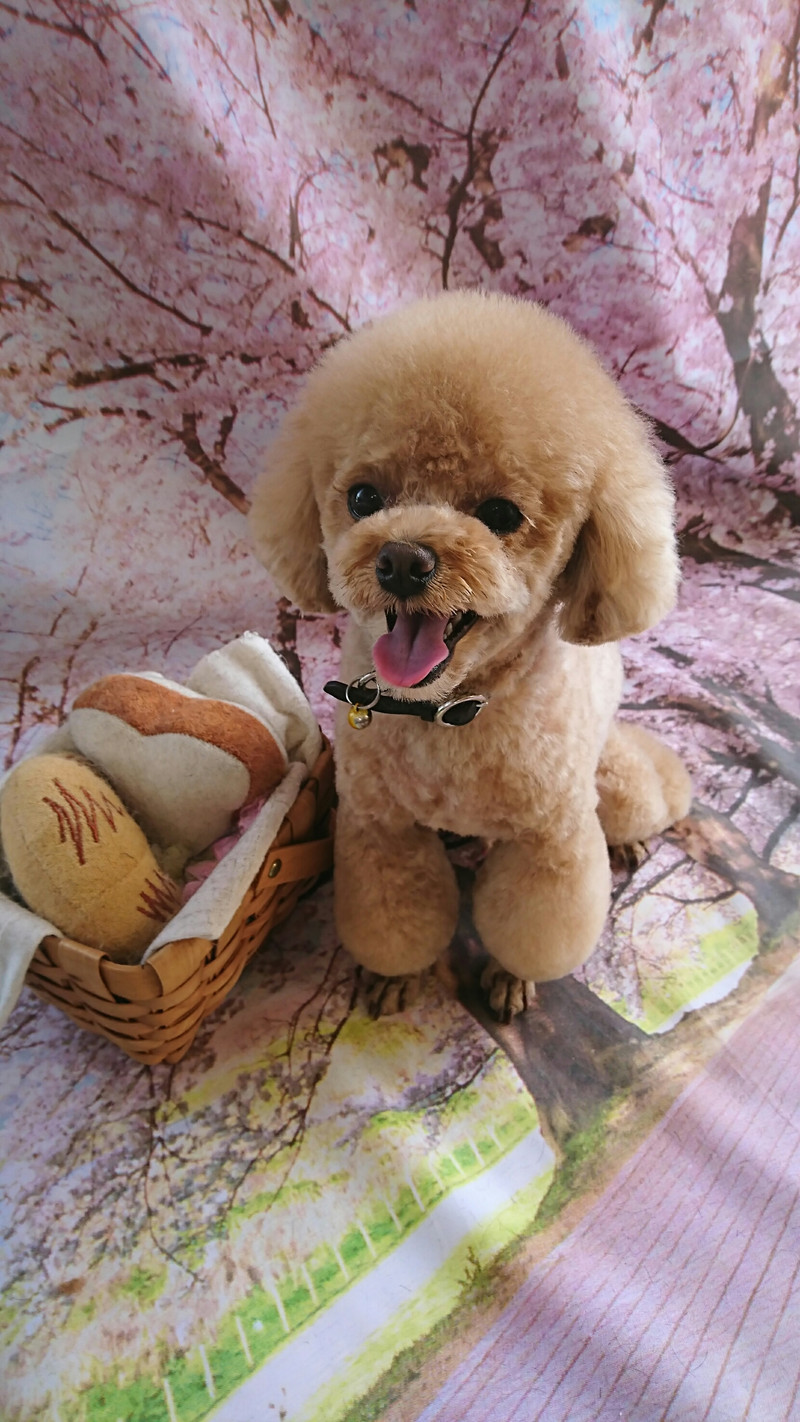 プードルの岳ちゃん トリミングコース