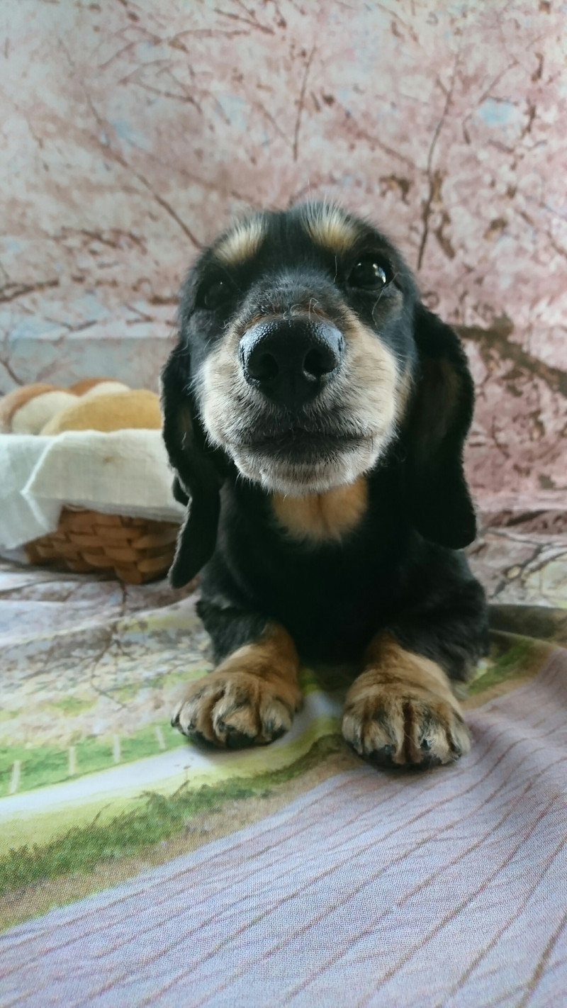 ダックスのクーちゃん グルーミングコース