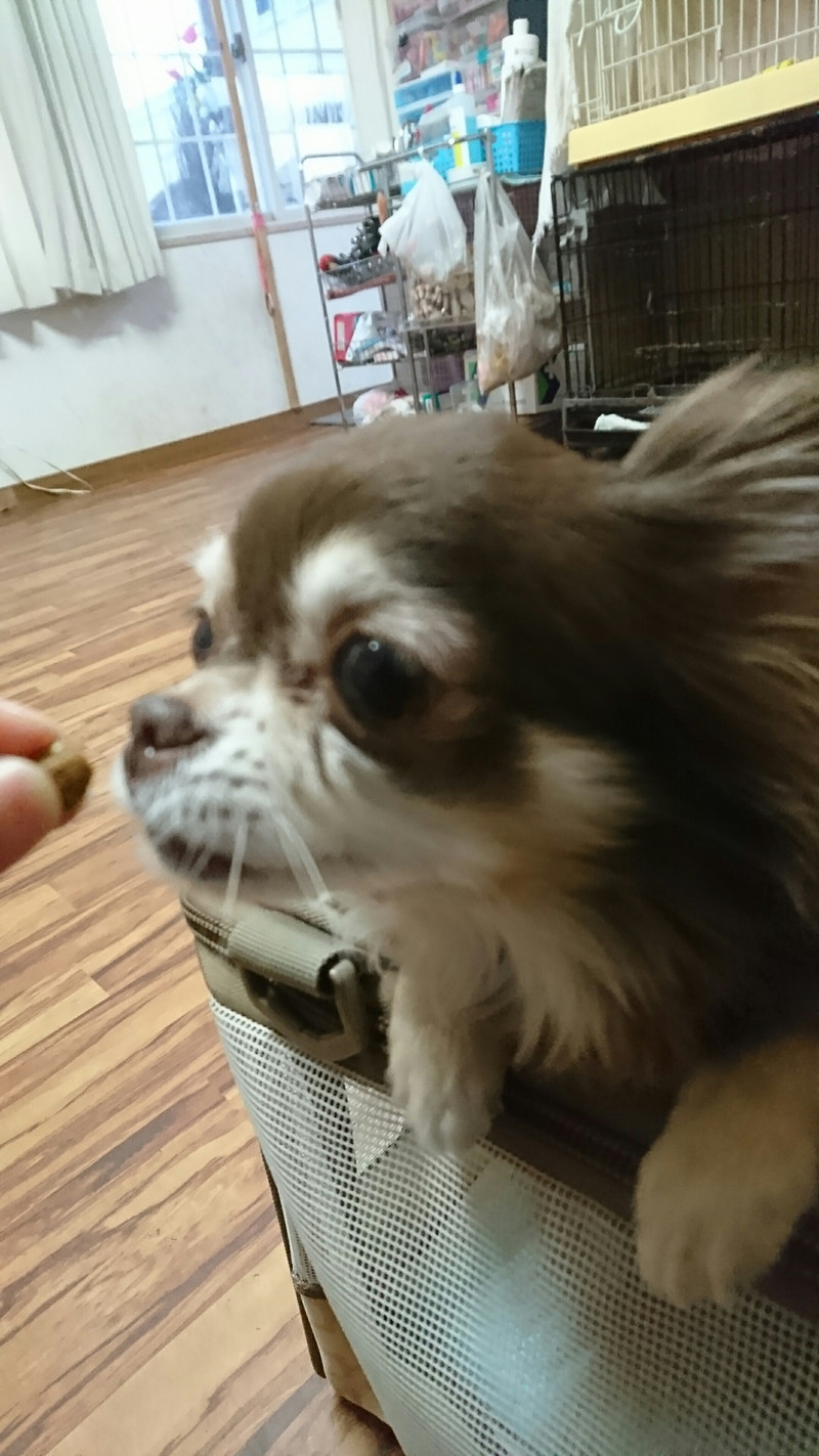 チワワのあんずちゃん お泊まりの様子