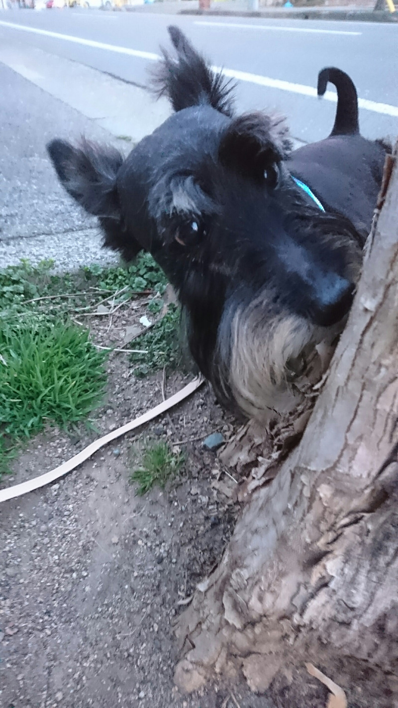 スコッチのリクちゃん お泊まりの様子