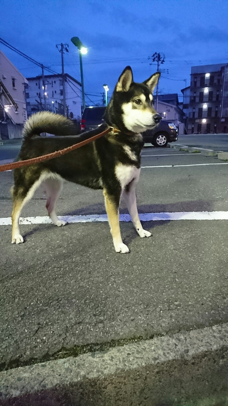 柴のあずきちゃん お泊まりの様子