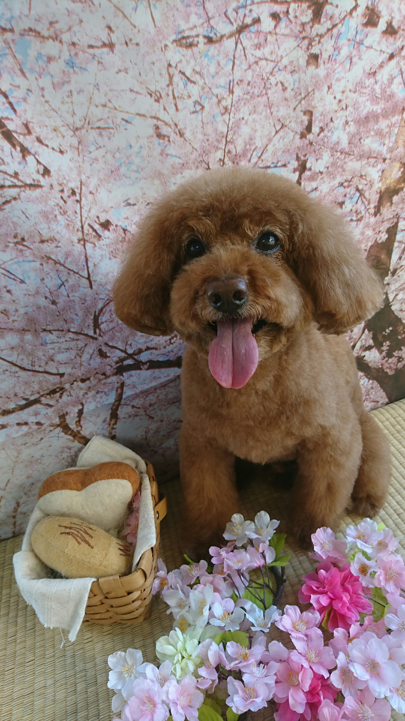 プードルのメイプルちゃん トリミングコース