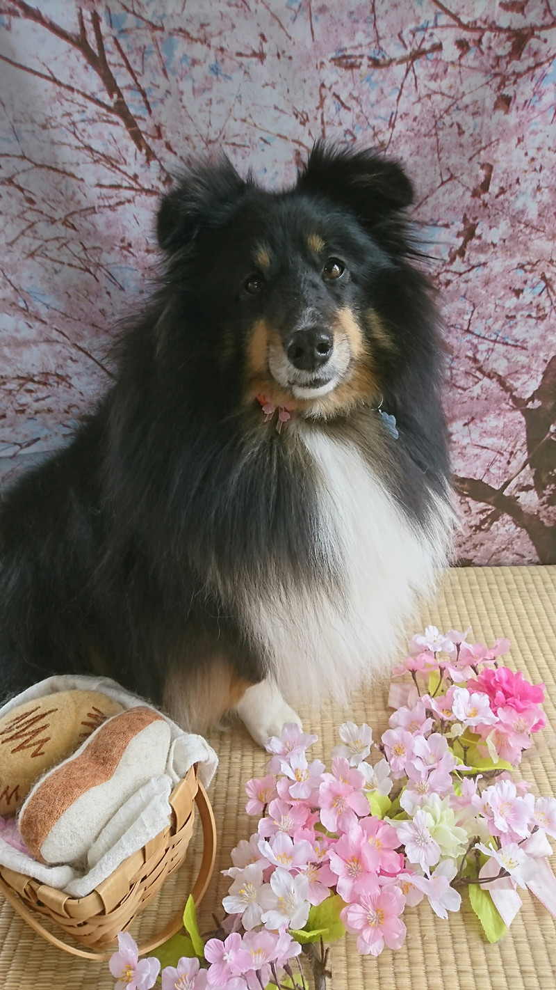 シェルティのロビンちゃん グルーミングコース 炭酸泉