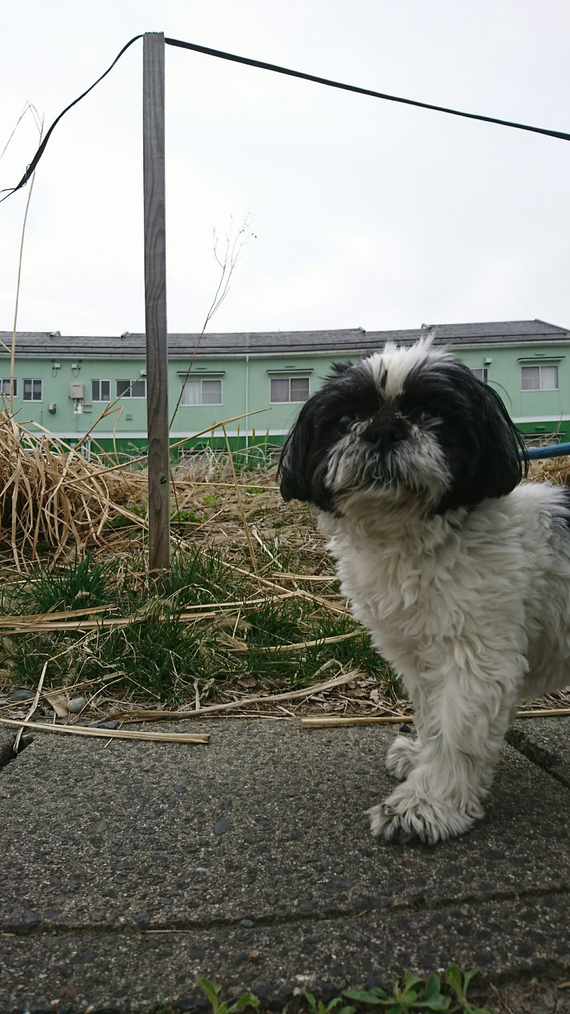 シーズーの小梅ちゃん お泊まりの様子