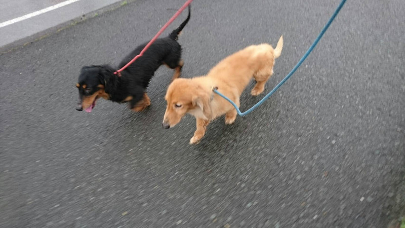 ダックスのレオちゃん&ラクちゃん お泊まりの様子