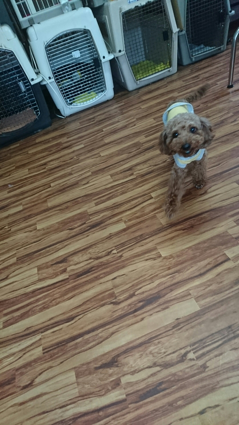 プードルの心ちゃん お泊まりの様子