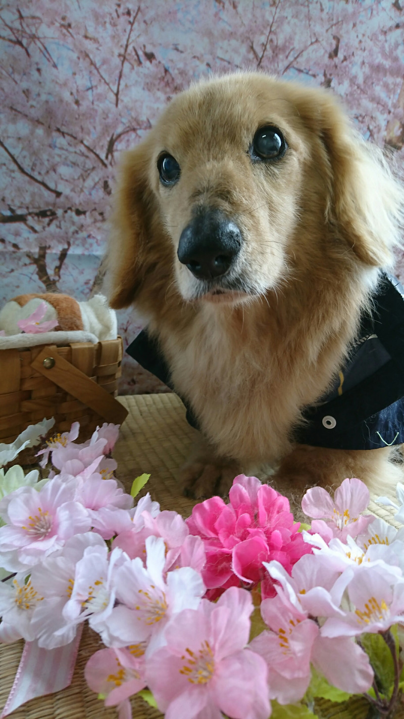 ダックスのムーちゃん シャンプーコース デンタル 足裏のカット