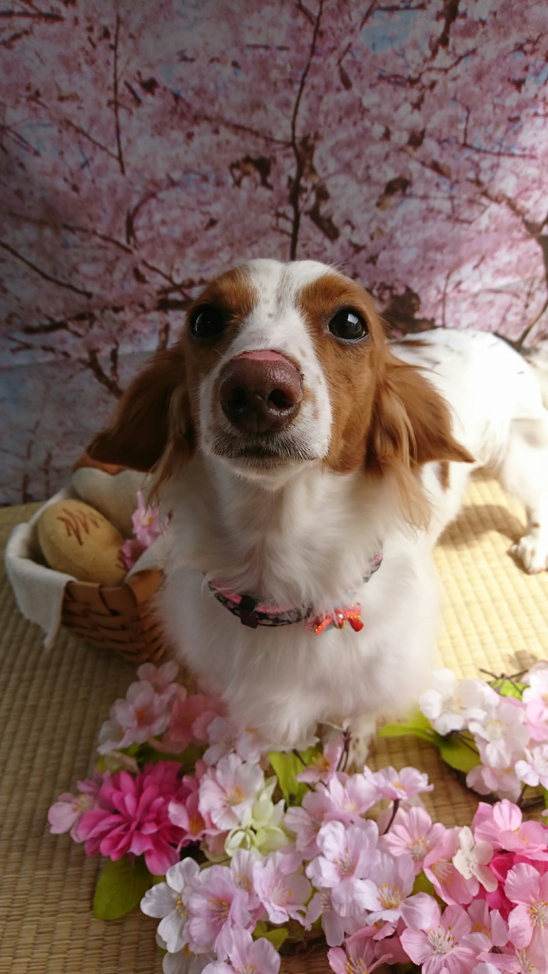 ダックスのひまわりちゃん グルーミングコース