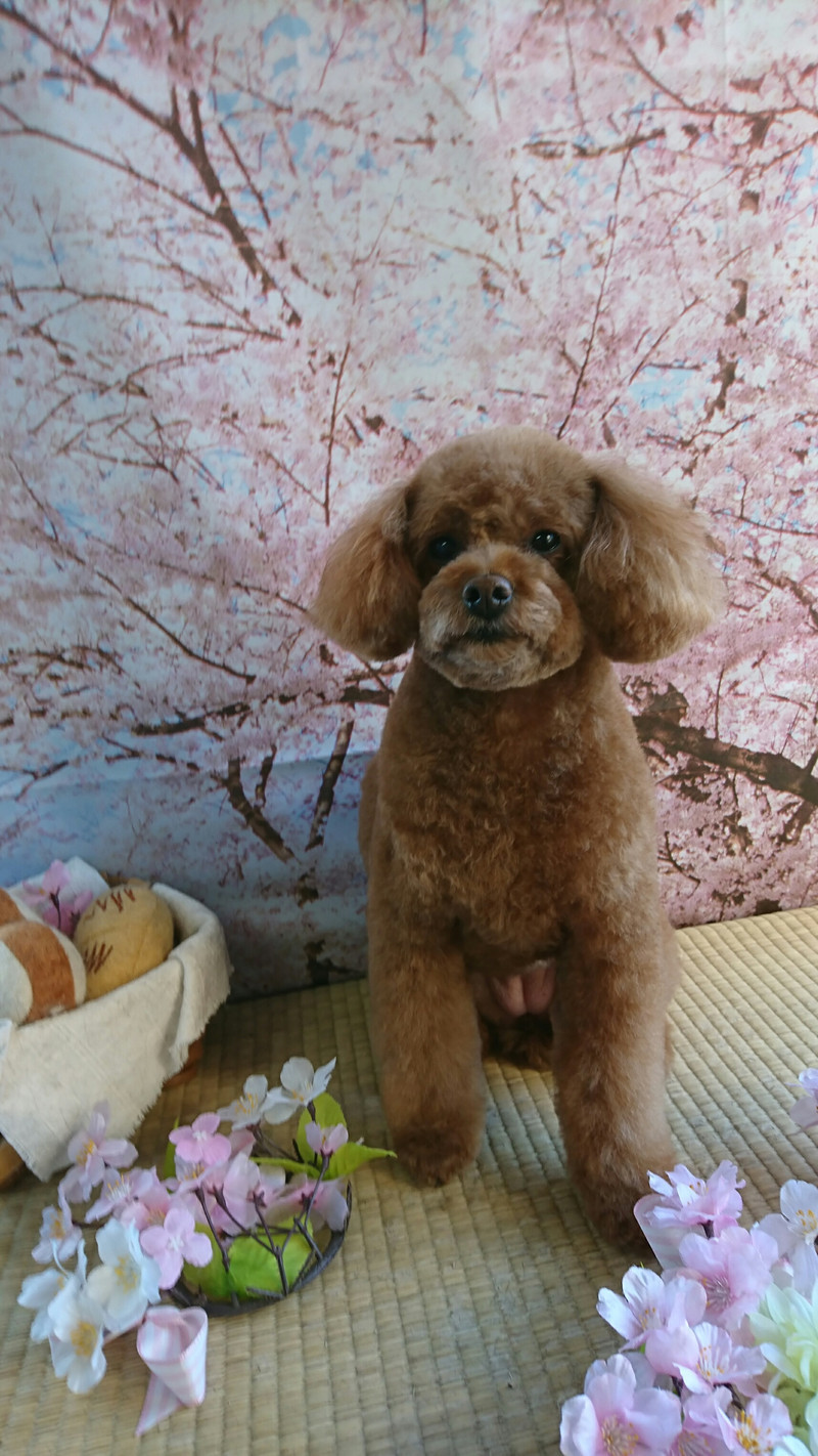 プードルのハルちゃん トリミングコース
