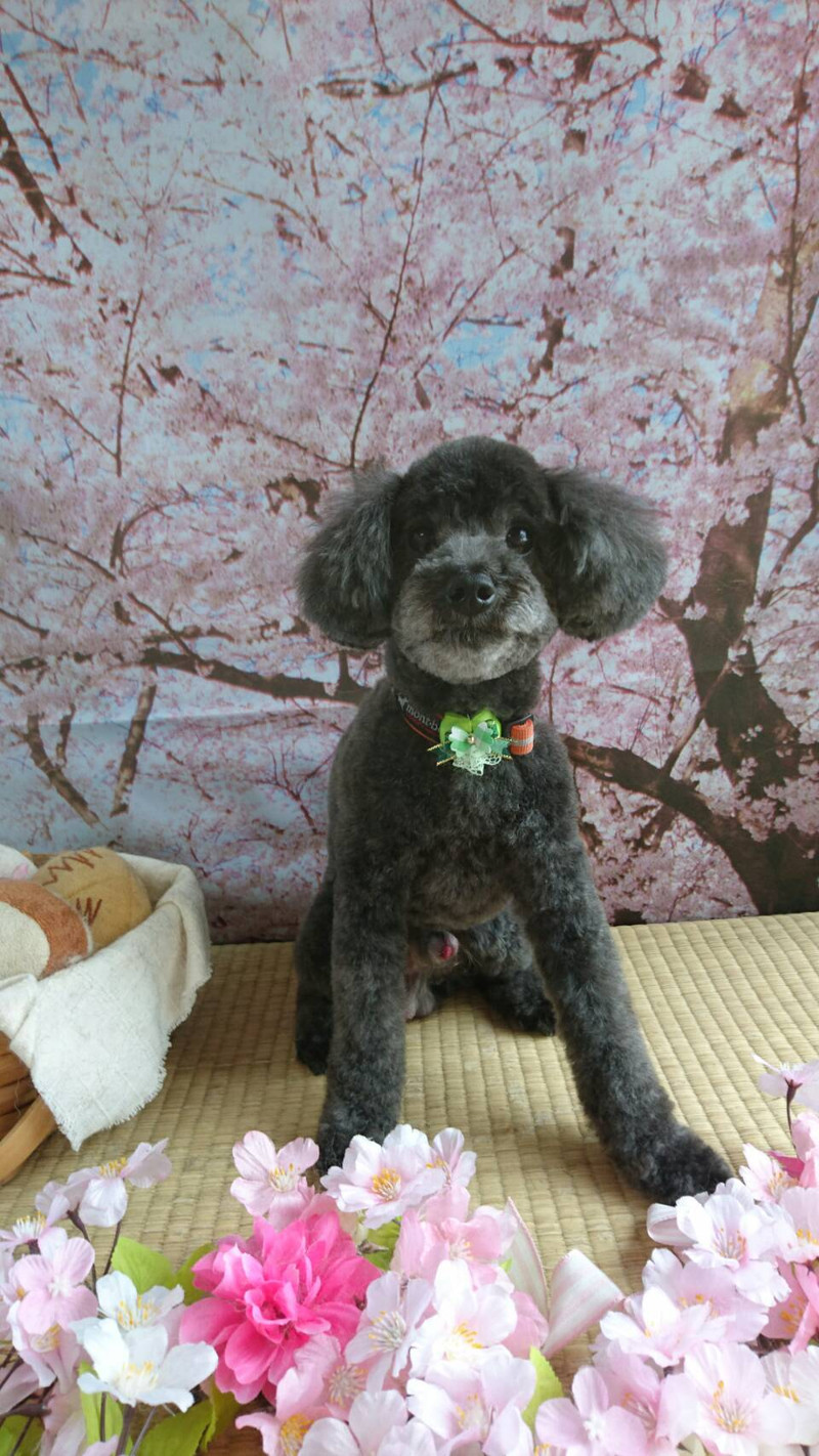 プードルのゲンちゃん トリミングコース
