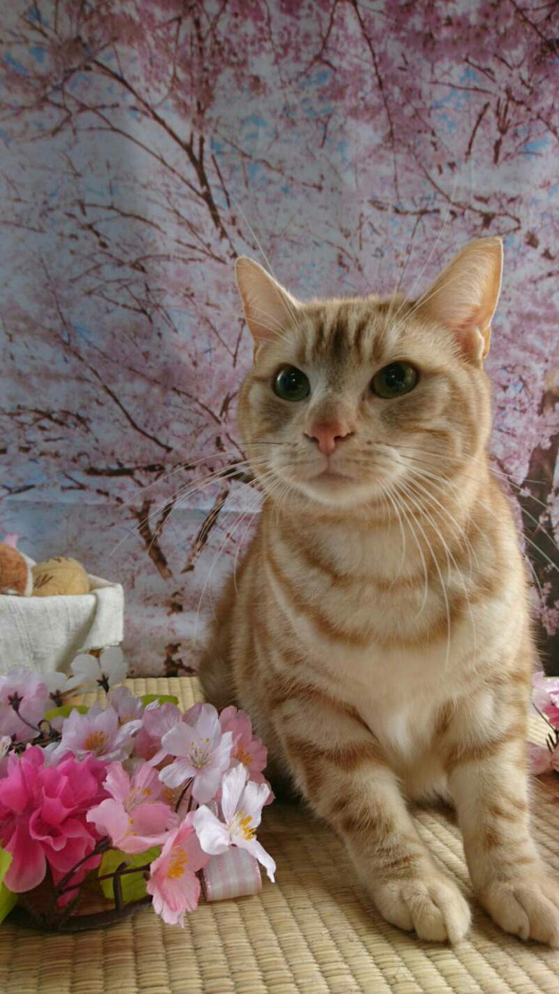 猫のジジちゃん&レオンちゃん お爪切り