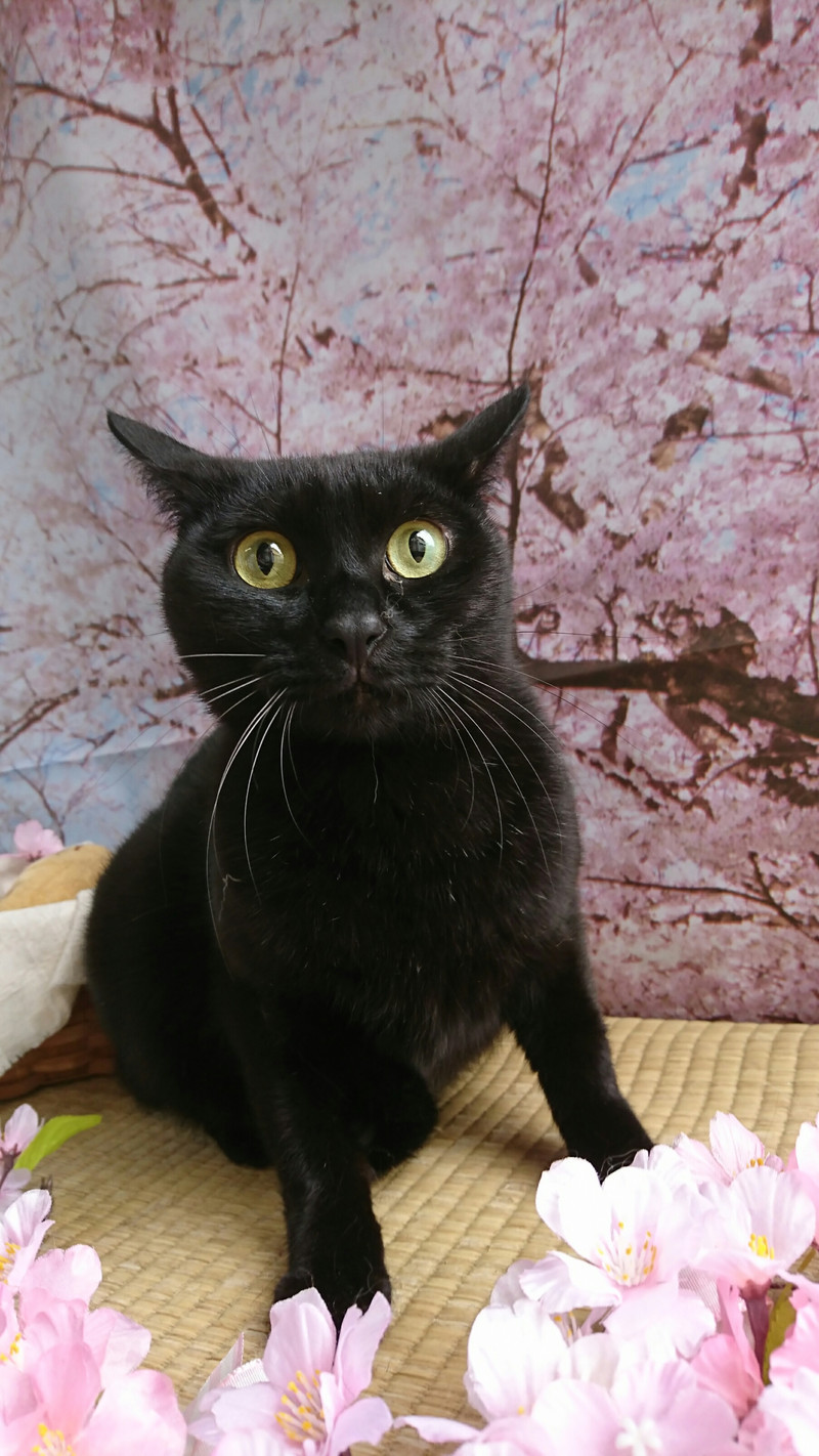 猫のジジちゃん&レオンちゃん お爪切り