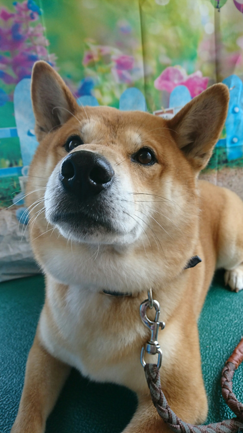 柴のコロンブスちゃん グルーミングコース 炭酸泉