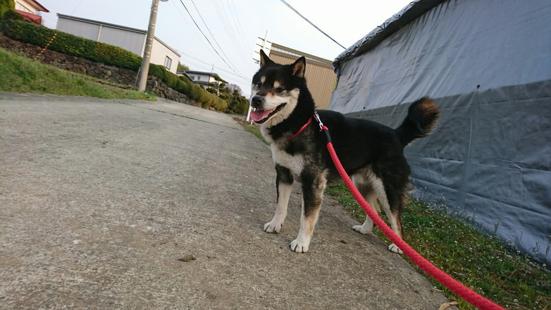 柴のまるちゃん&猫のルイちゃん お泊まりの様子