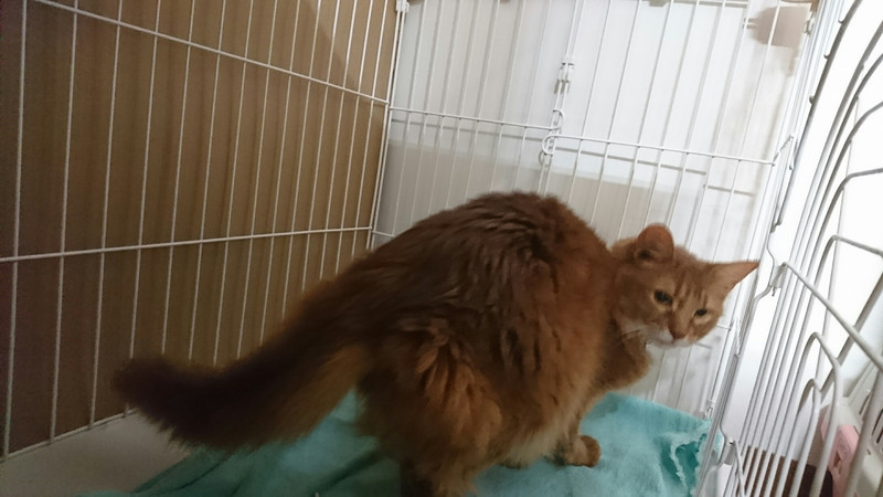 柴のまるちゃん&猫のルイちゃん お泊まりの様子