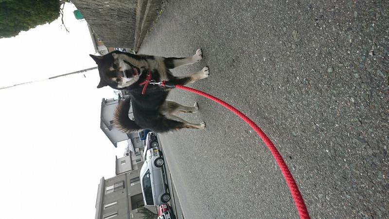 柴のまるちゃん&猫のルイちゃん お泊まりの様子