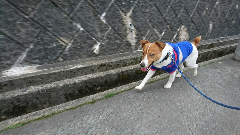 ジャックラッセルのマロンちゃん お泊まりの様子