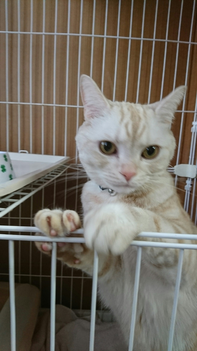 猫のマロンちゃん お泊まりの様子