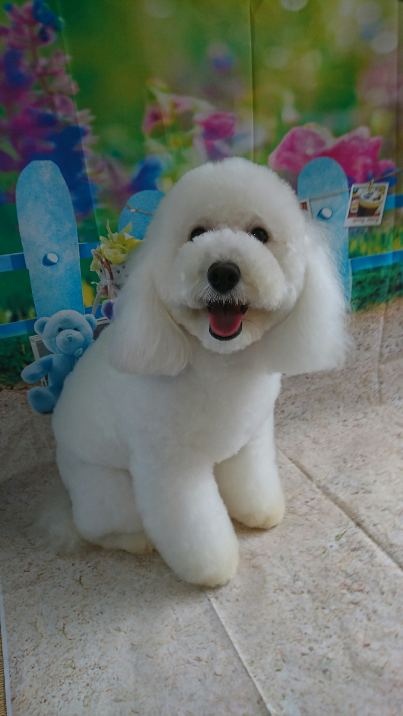 プードルの詩乃ちゃん トリミングコース