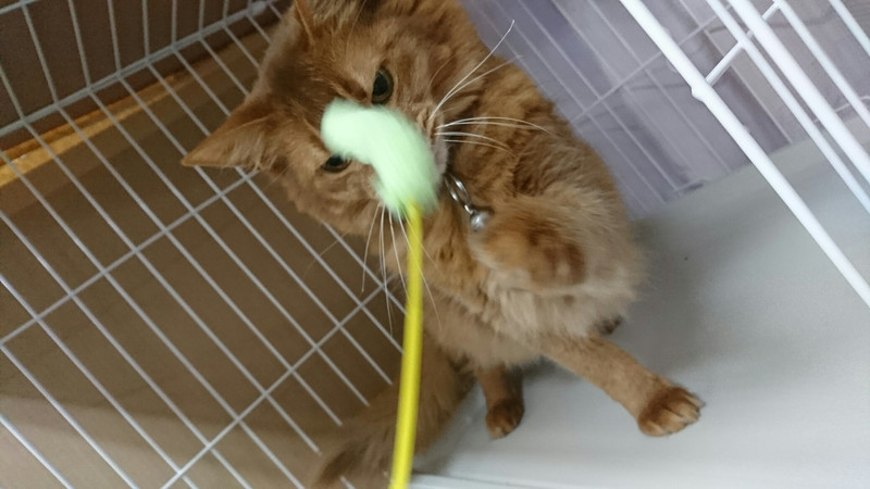 柴のまるちゃん&猫のルイちゃん お泊まりの様子