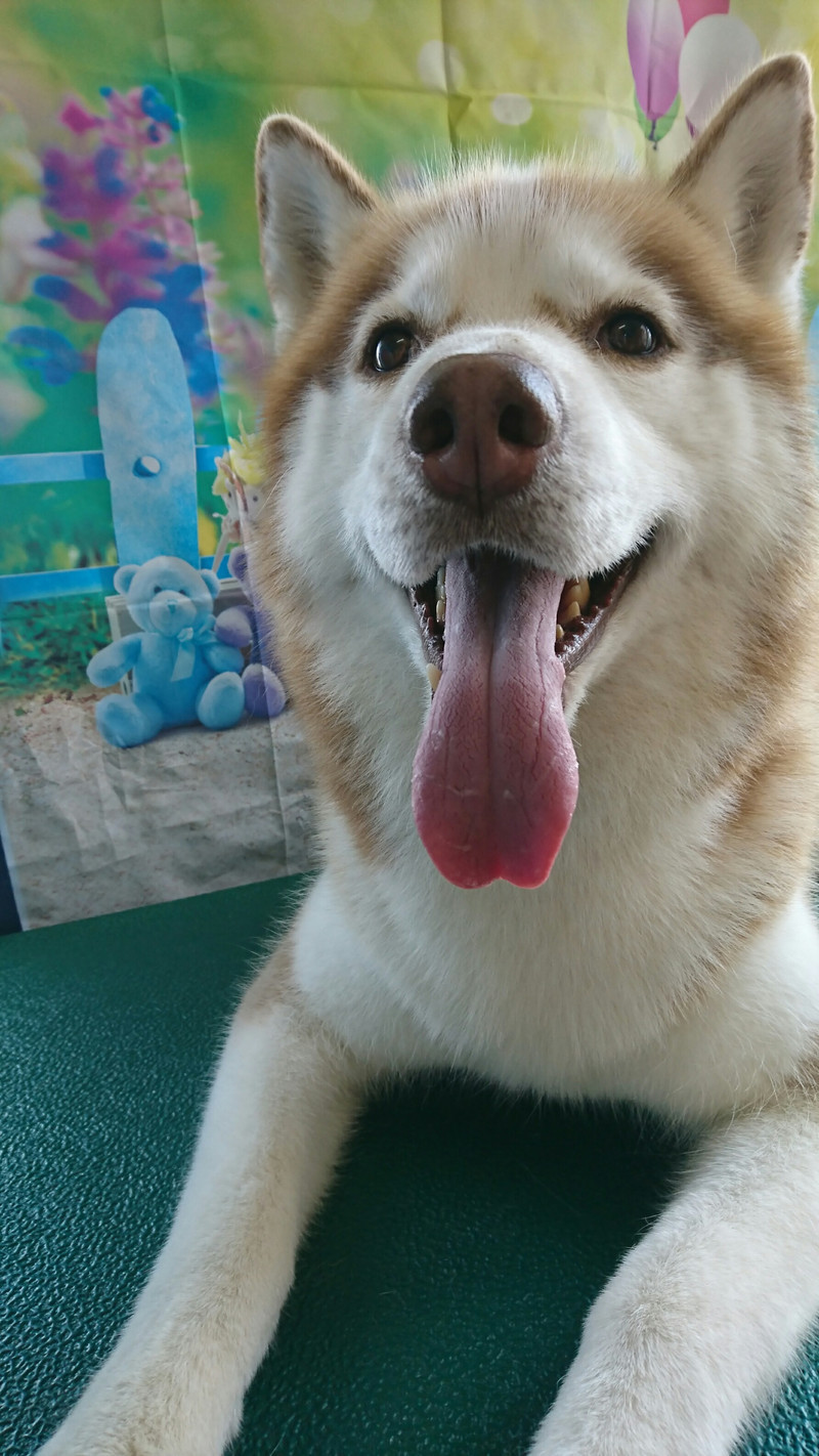 ハスキーのつばさちゃん グルーミングコース