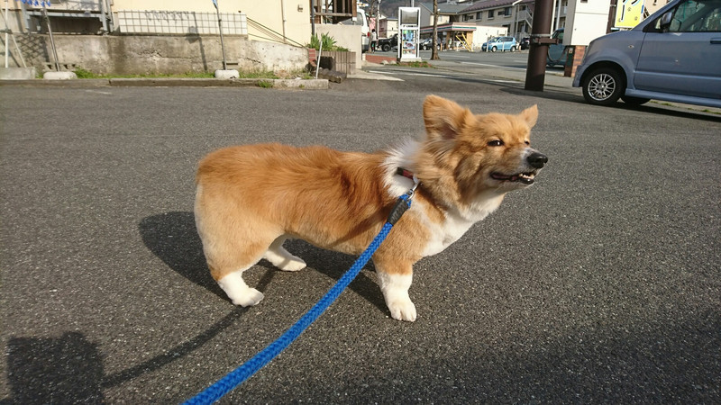 コーギーのレイちゃん トリミングコース