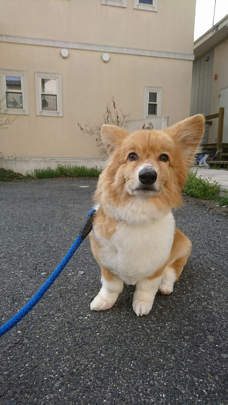 コーギーのレイちゃん トリミングコース