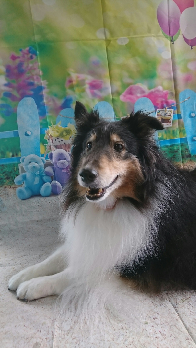 シェルティのシフォンちゃん グルーミングコース お尻のカット