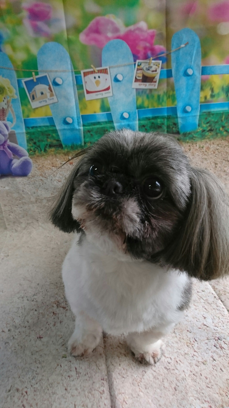 シーズーのナナちゃん シャンプーコース お顔のカット