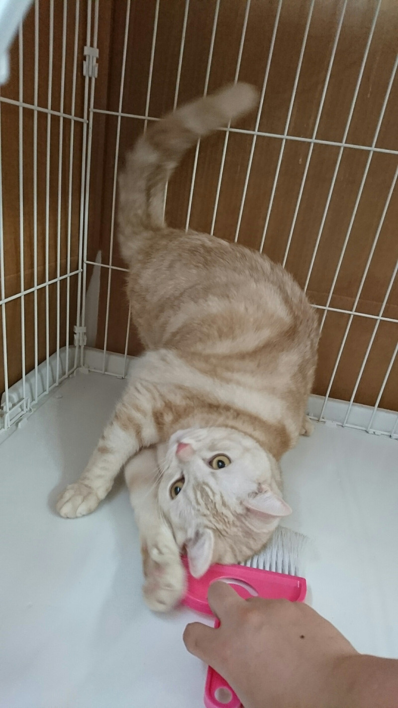 猫のマロンちゃん お泊まりの様子