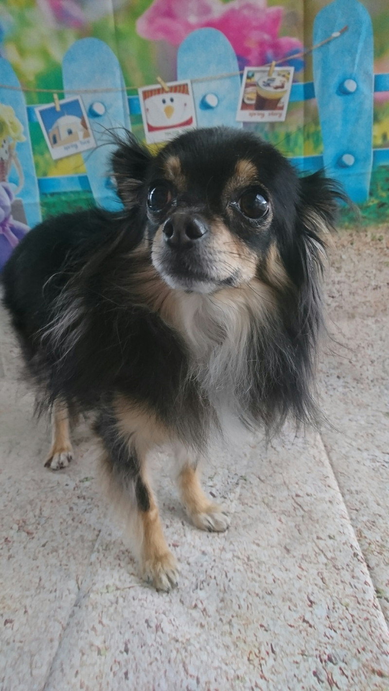 チワワのレモンちゃん グルーミングコース 部分カット