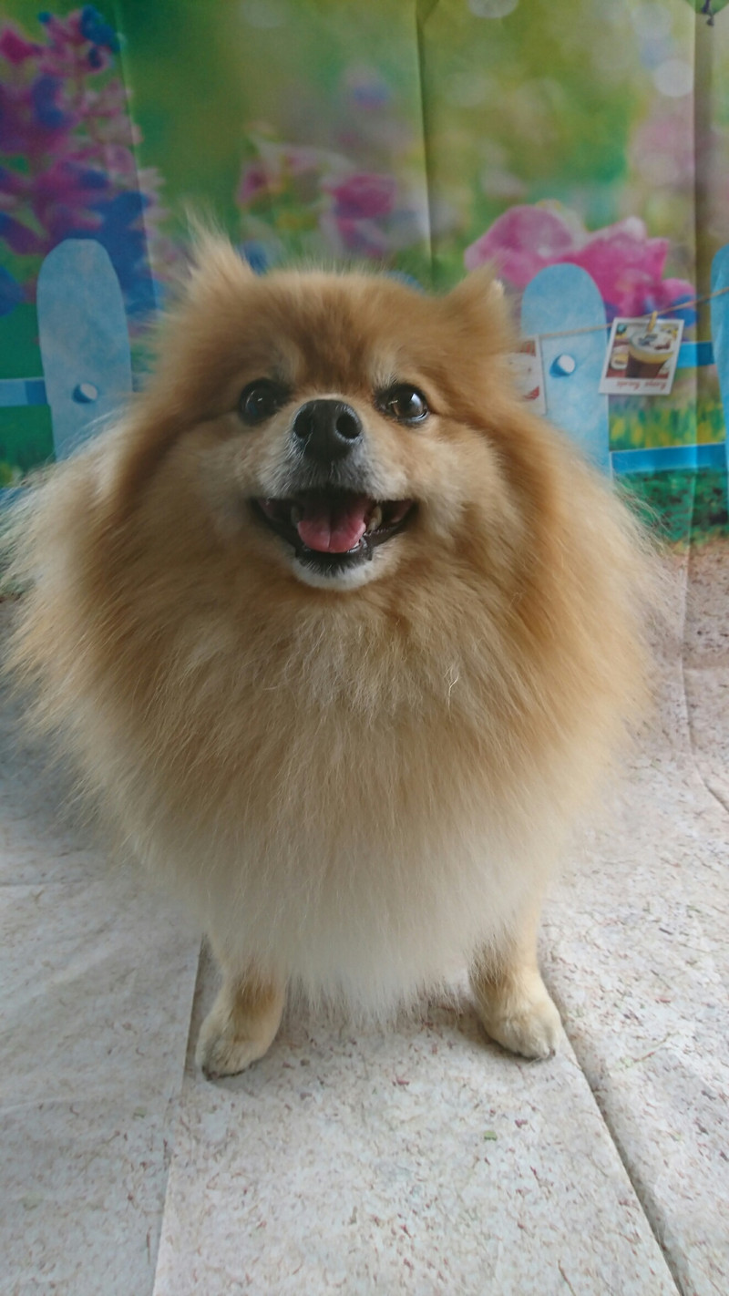 ポメラニアンのラブちゃん&プー太ちゃん グルーミングコース 部分カット