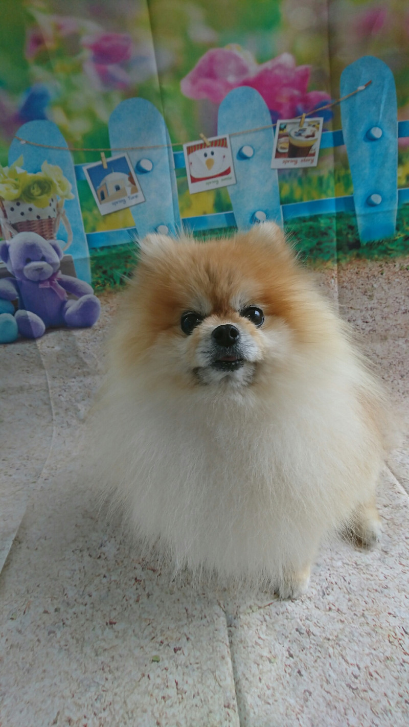 ポメラニアンのラブちゃん&プー太ちゃん グルーミングコース 部分カット