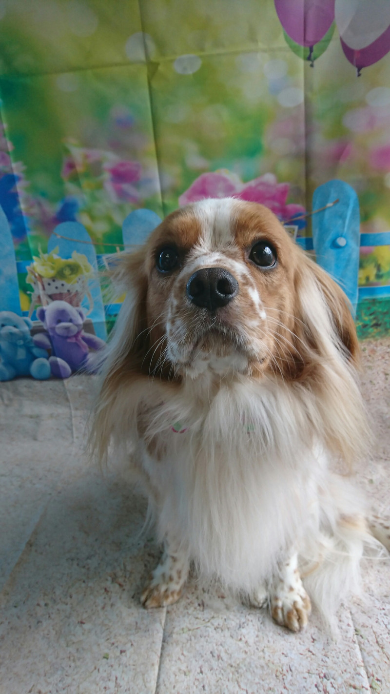 mixのトニーちゃん