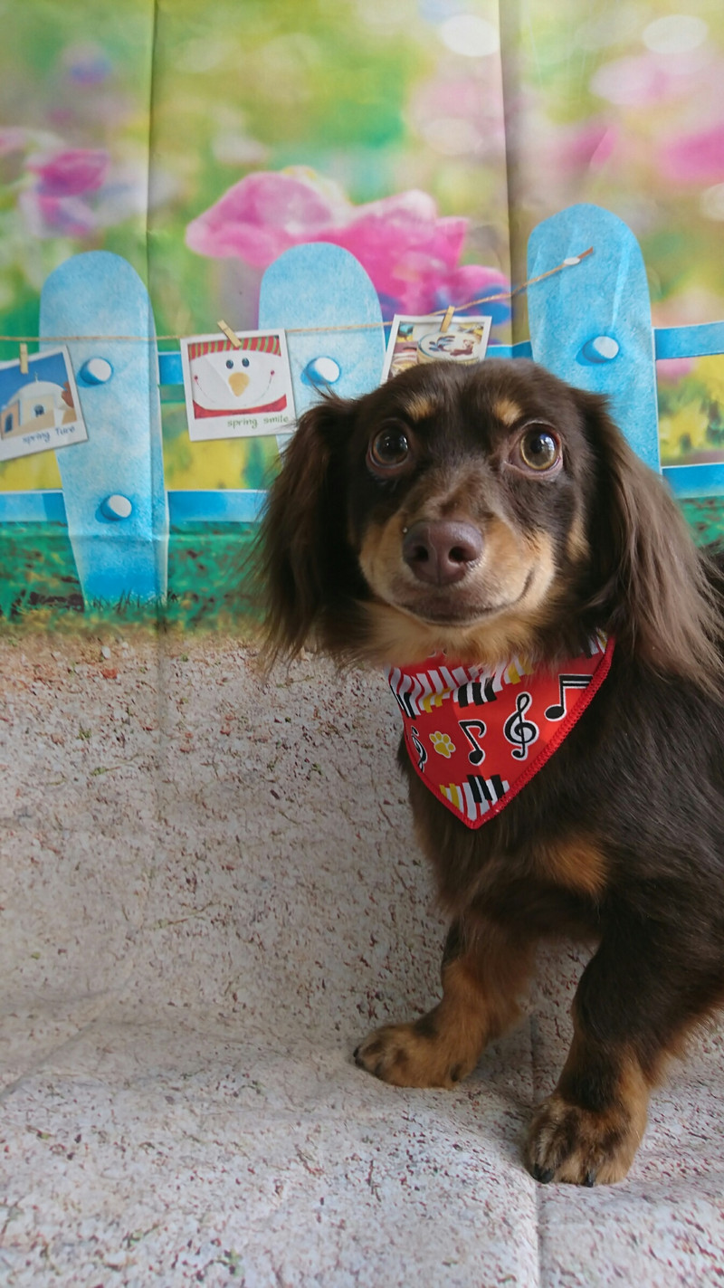 ダックス×チワワのにこるちゃん&ダックスのれおんちゃん グルーミングコース デンタル