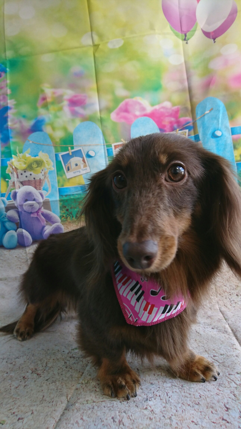 ダックス×チワワのにこるちゃん&ダックスのれおんちゃん グルーミングコース デンタル