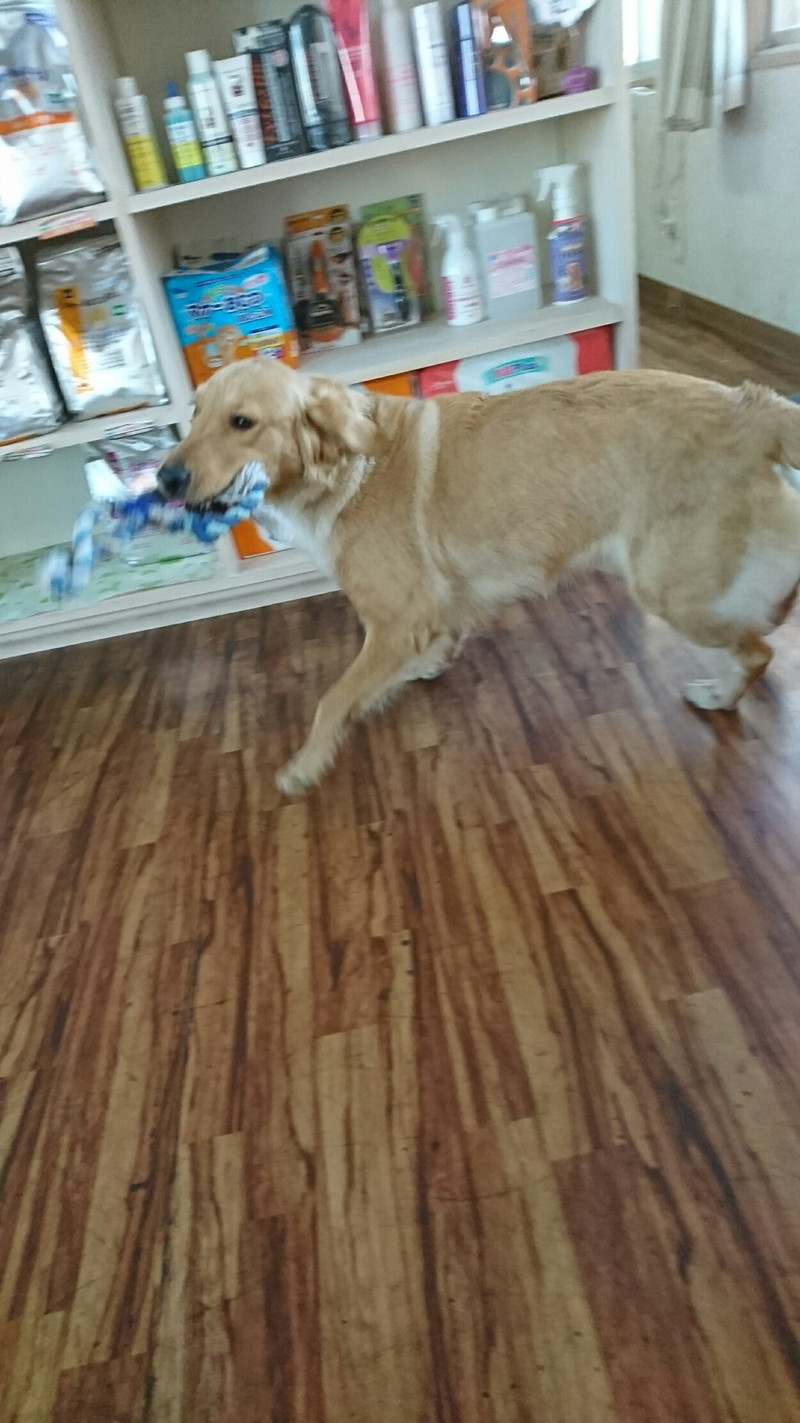 ゴールデンのココちゃん お泊まりの様子