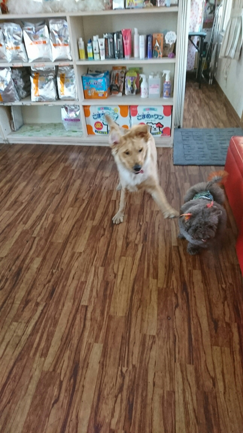 ゴールデンのココちゃん お泊まりの様子