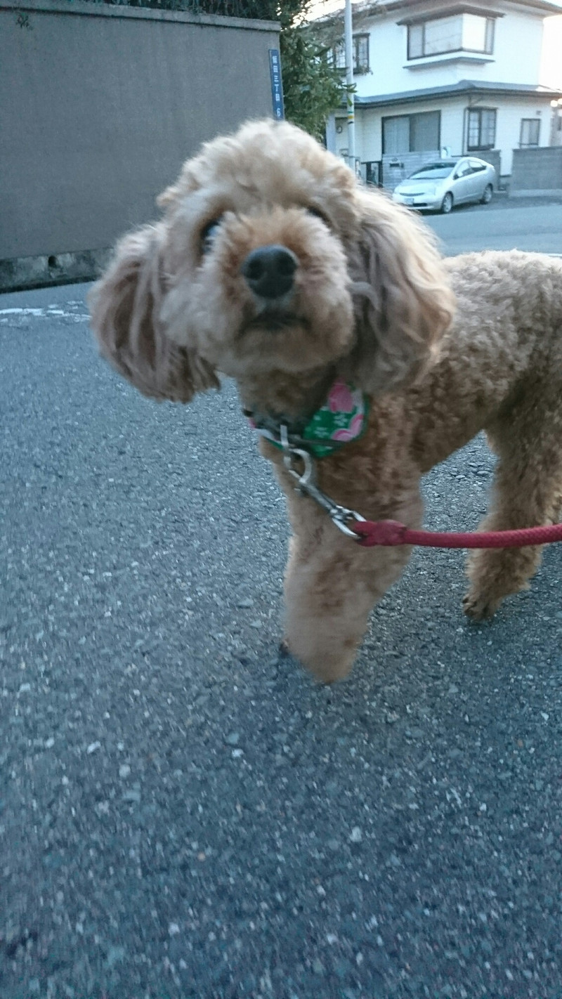 プードルの龍馬ちゃん&慎太郎ちゃん お泊まりの様子