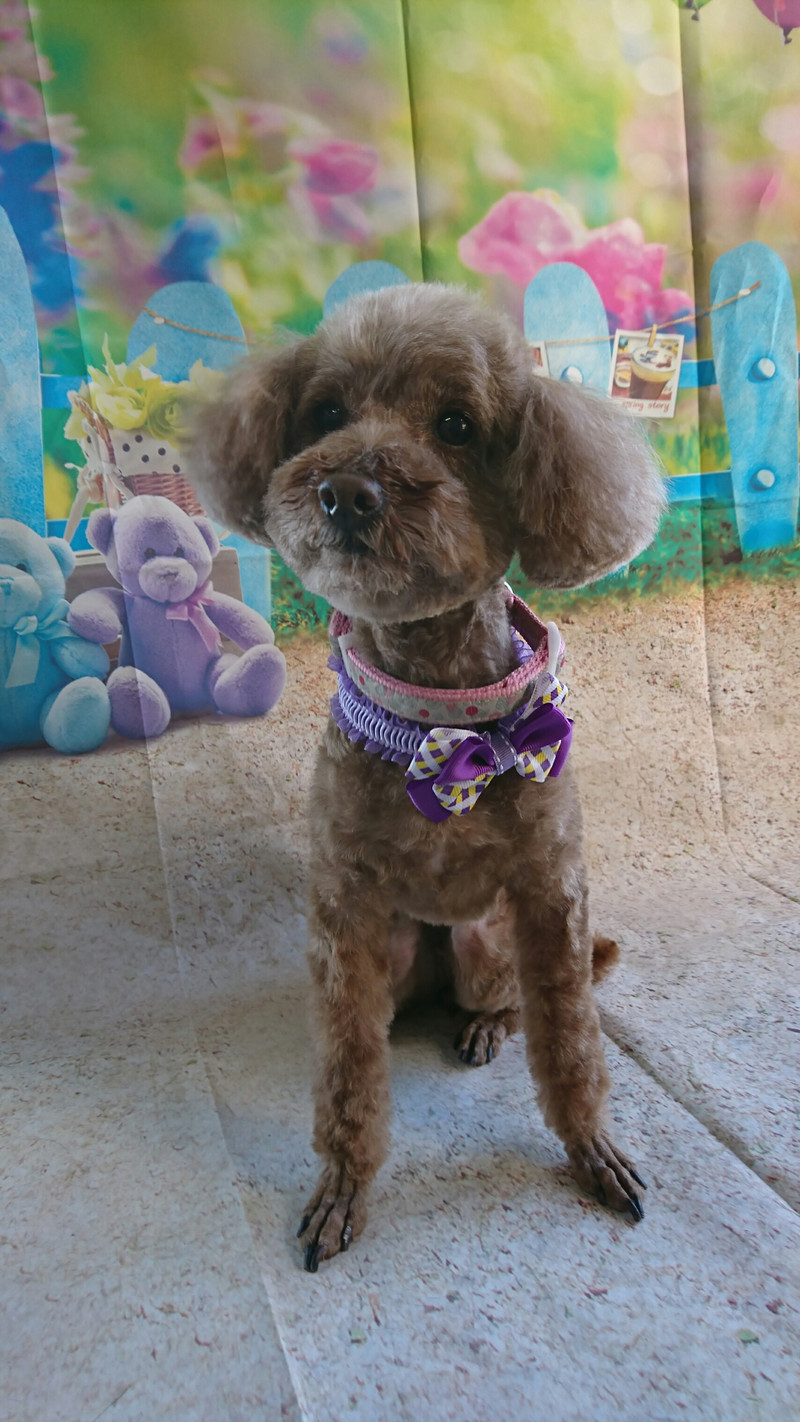 プードルのココちゃん トリミングコース