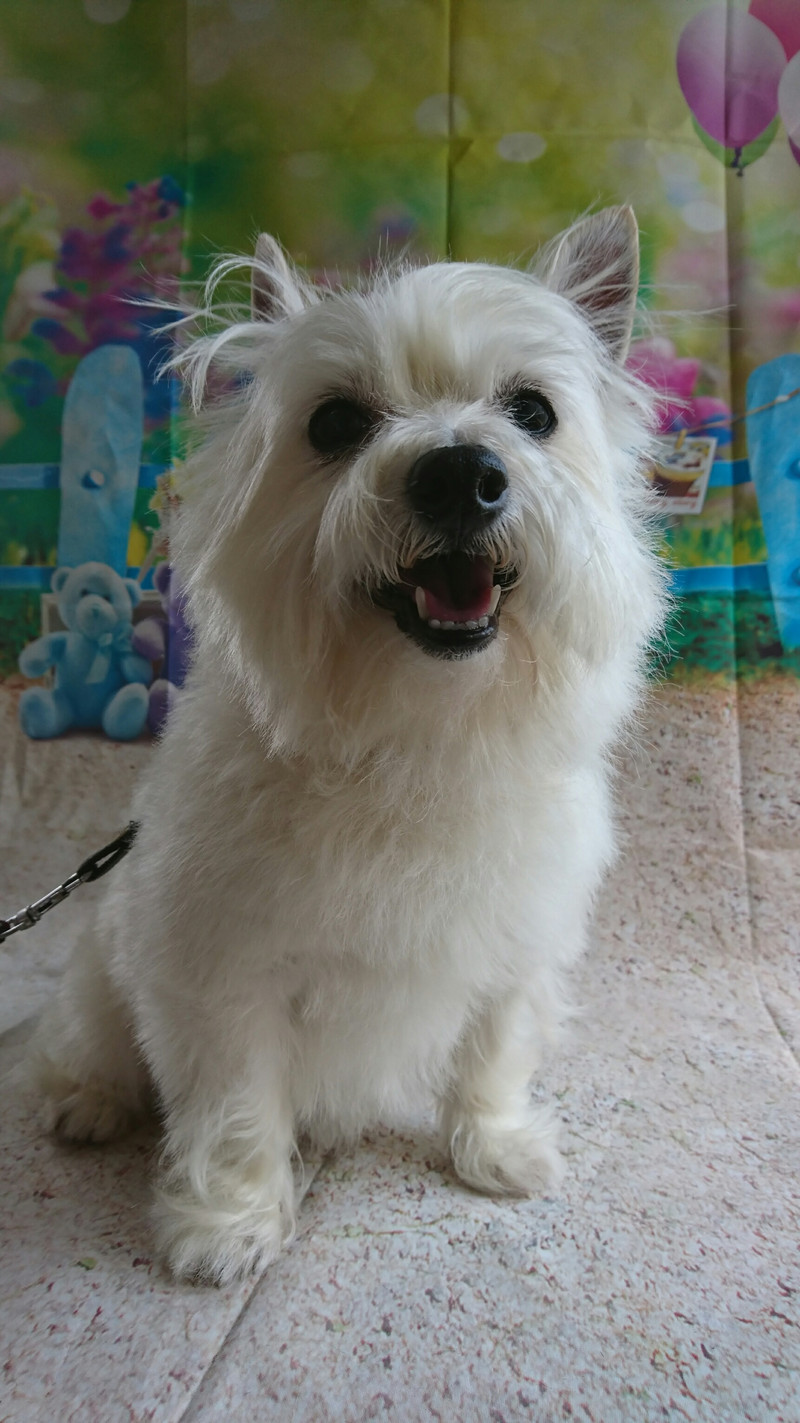 mixのモコちゃん シャンプーコース