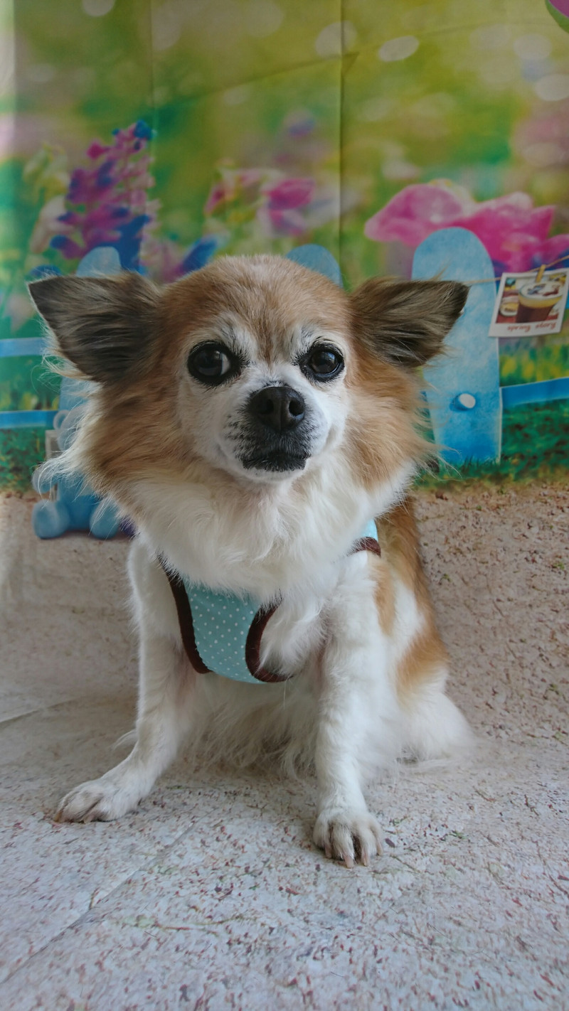 チワワのはっぴぃちゃん グルーミングコース