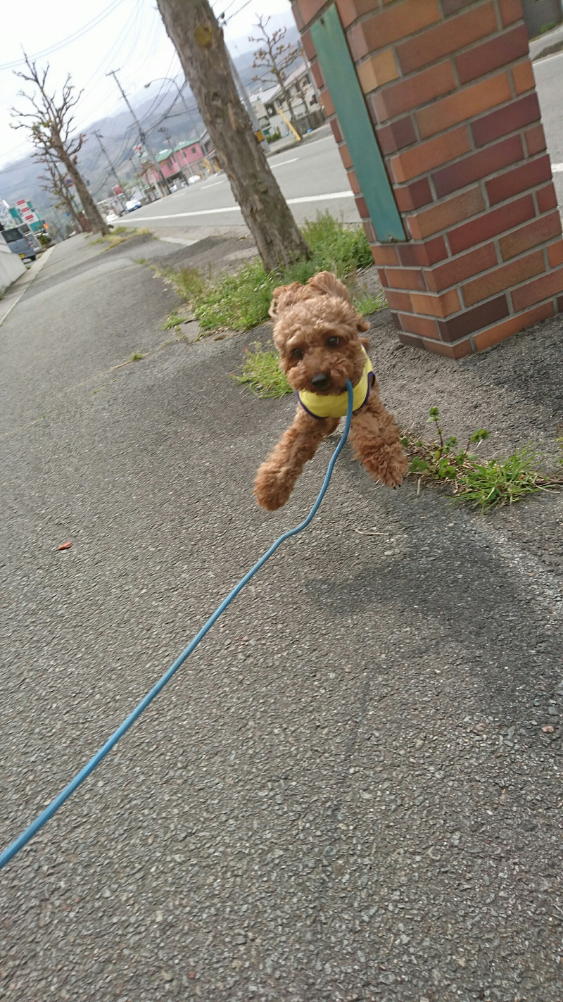プードルの心ちゃん お泊まりの様子