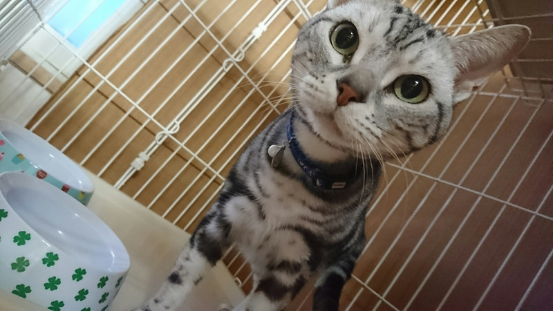 猫のシーサーちゃん お泊まりの様子