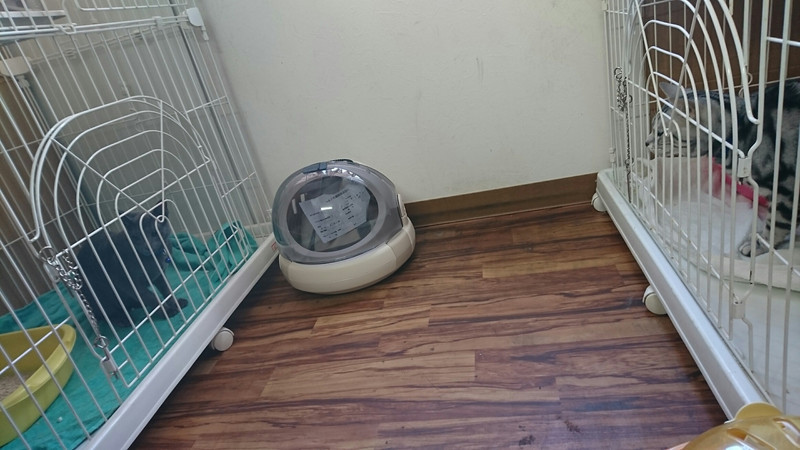 猫のシーサーちゃん お泊まりの様子