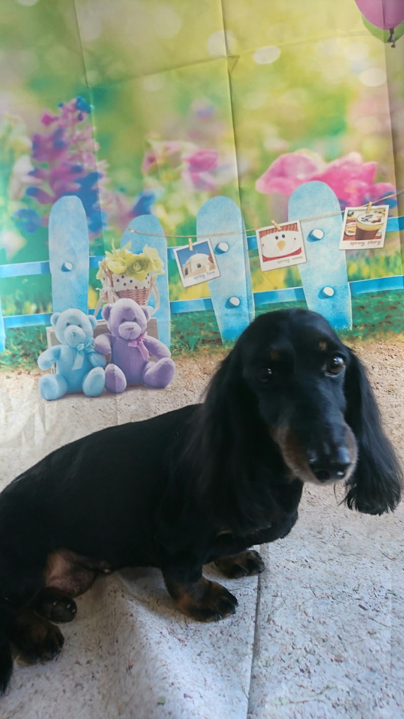 ダックスのすももちゃん トリミングコース デンタル